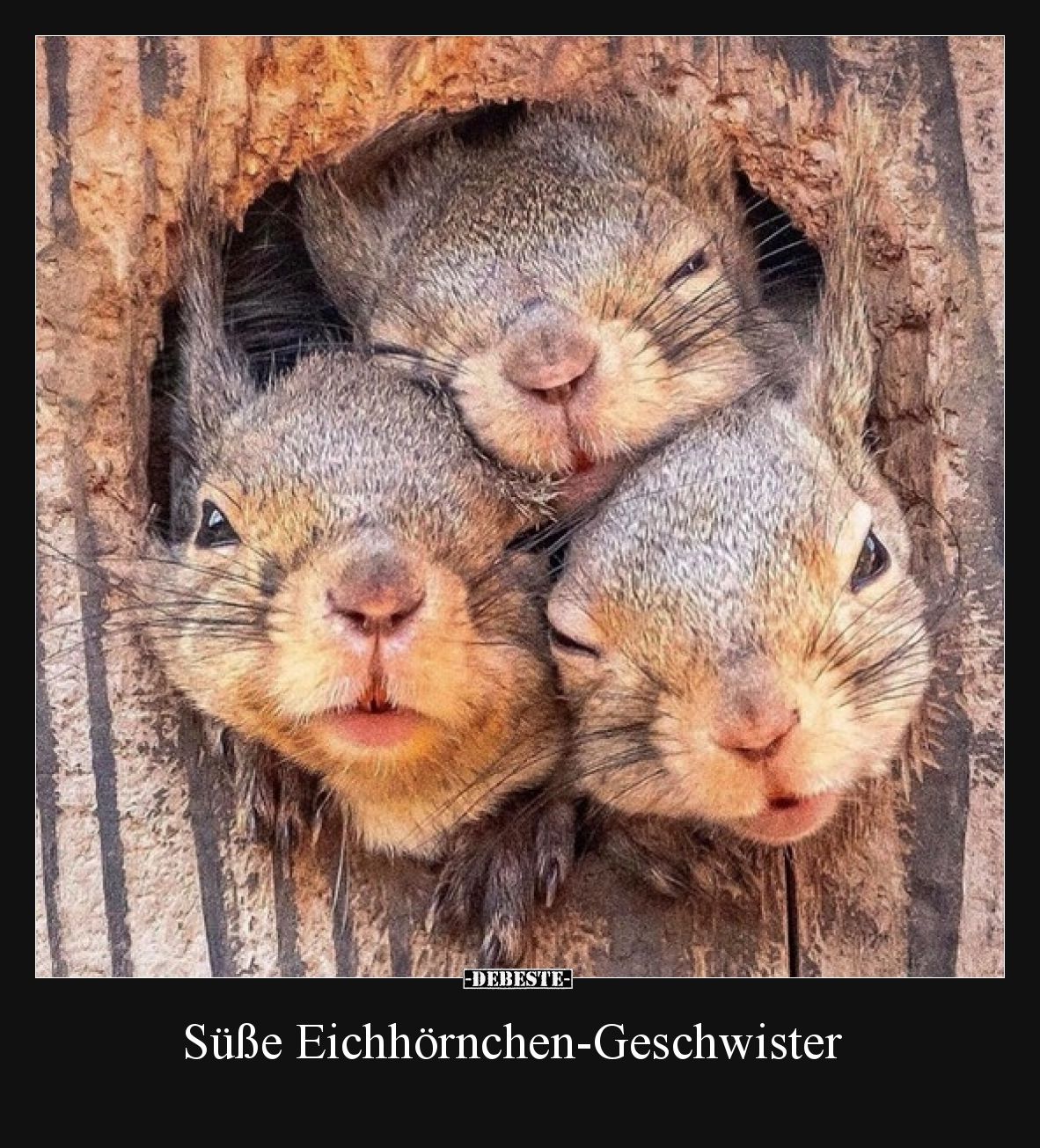 Süße Eichhörnchen-Geschwister
