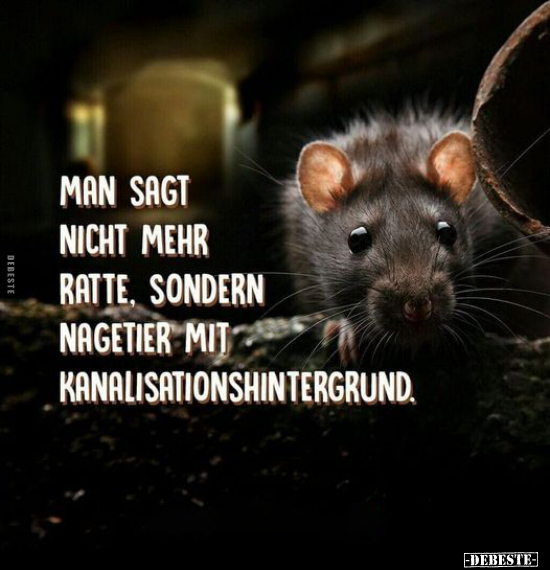Man sagt nicht mehr Ratte.. - Lustige Bilder | DEBESTE.de