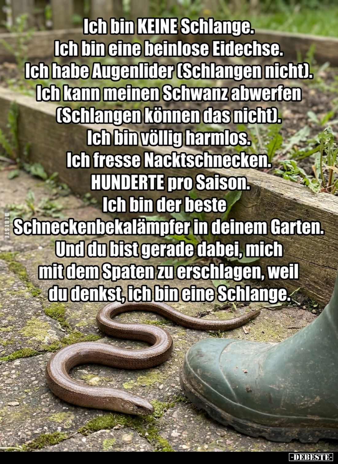 Ich bin KEINE Schlange.
Ich bin eine beinlose Eidechse.
Ich habe Augenlider (Schlangen nicht).
Ich kann meinen Schwanz abw...