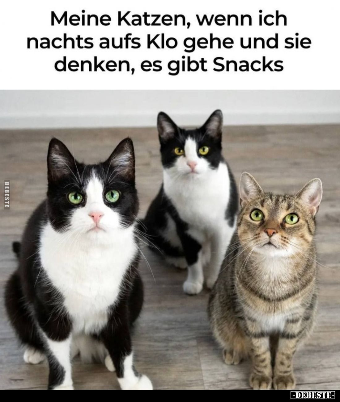 Meine Katzen, wenn ich nachts aufs Klo gehe und sie denken, es gibt Snacks.