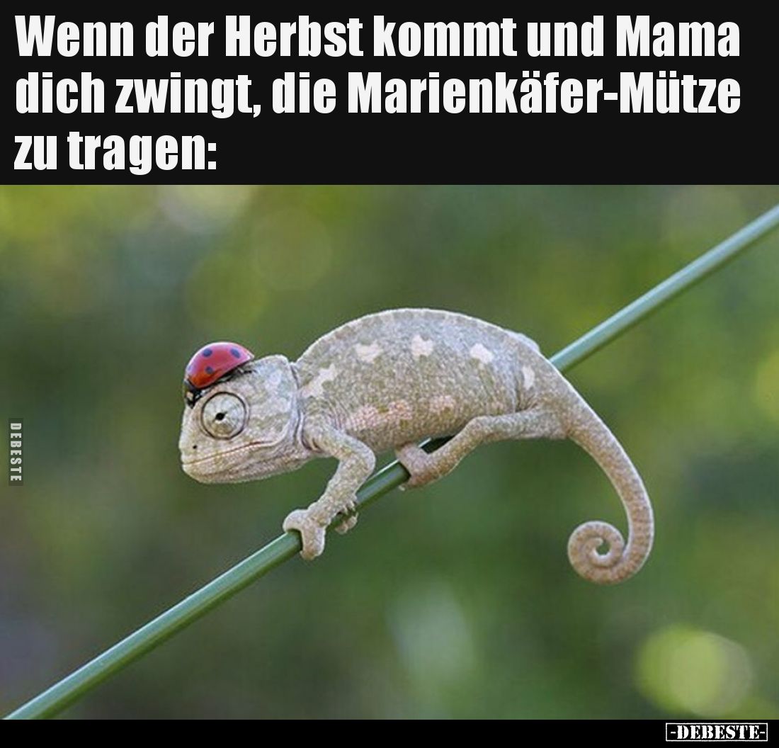 Wenn der Herbst kommt und Mama dich zwingt, die Marienkäfer-Mütze zu tragen: