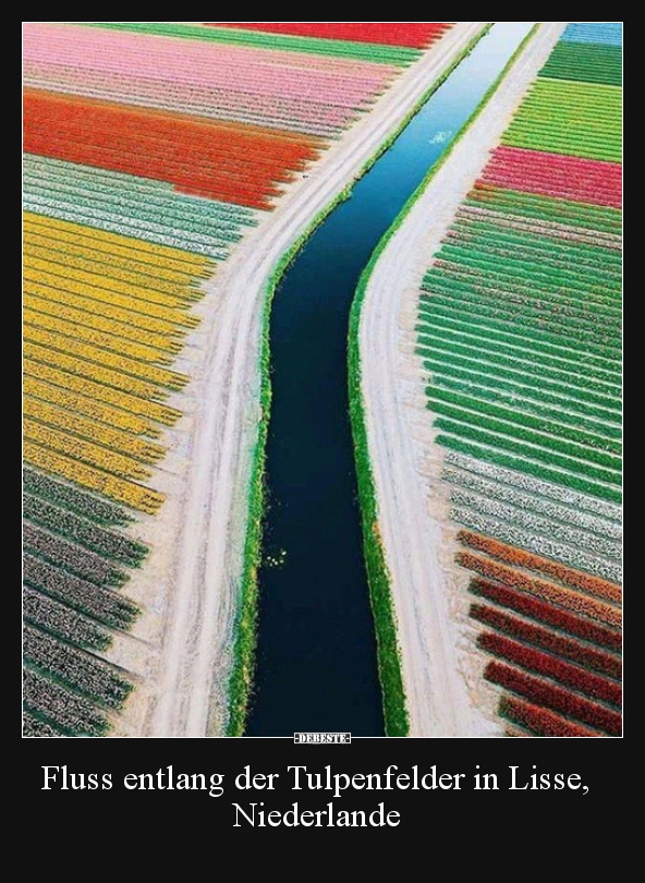 Fluss entlang der Tulpenfelder in Lisse, Niederlande.. - Lustige Bilder | DEBESTE.de