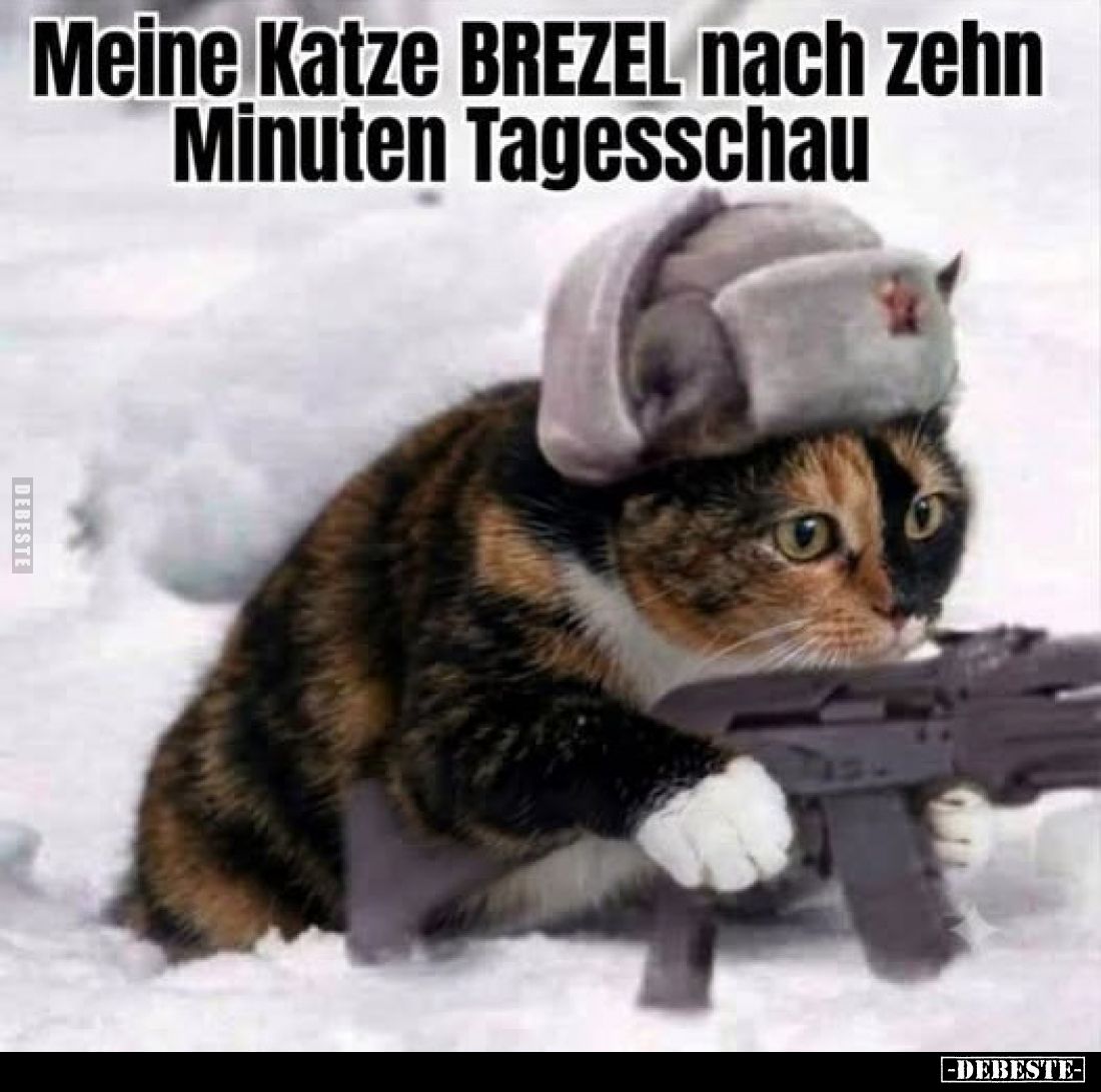 Meine Katze BREZEL nach zehn Minuten Tagesschau