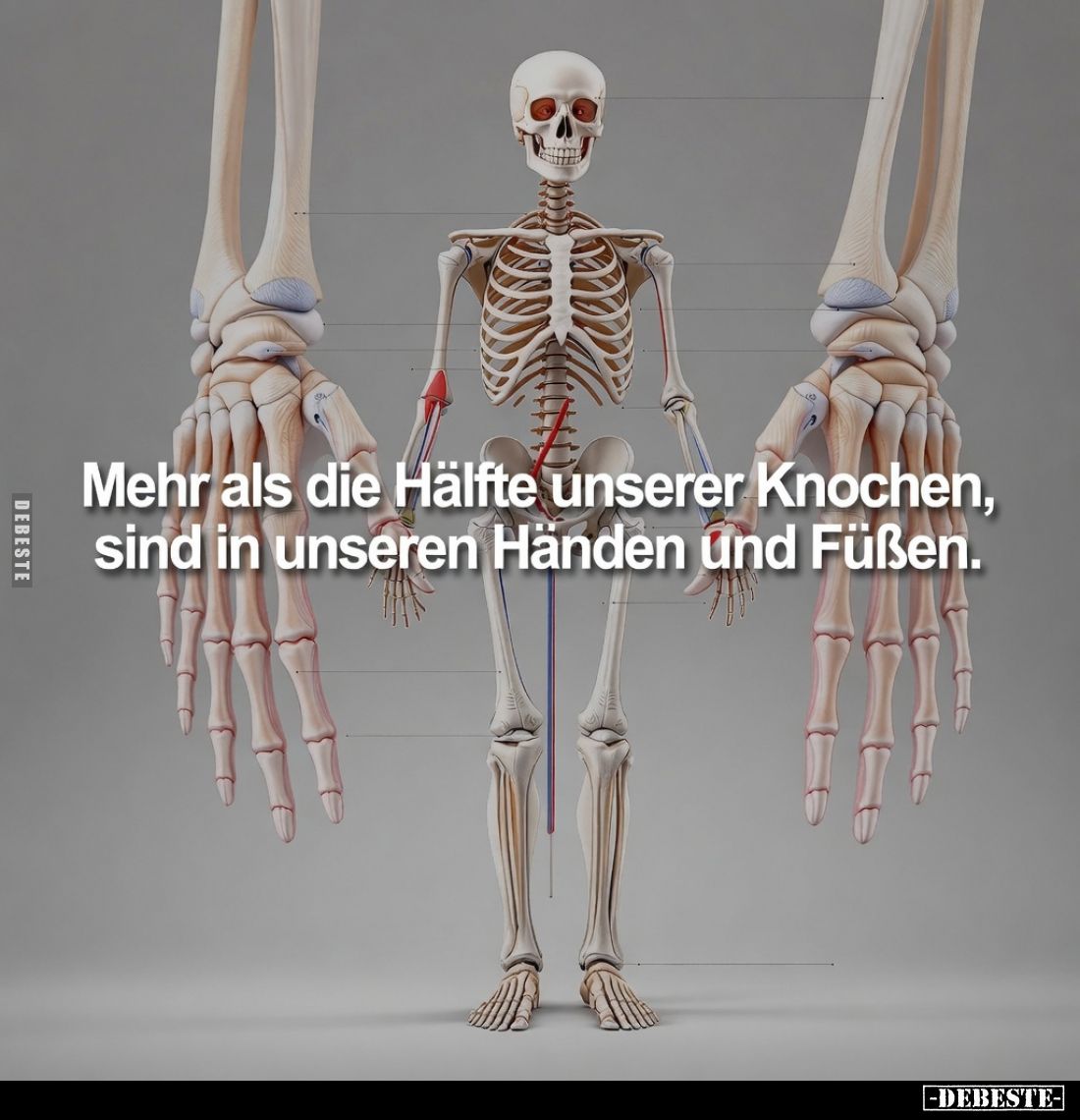 Mehr als die Hälfte unserer Knochen, sind in unseren Händen und Füßen.