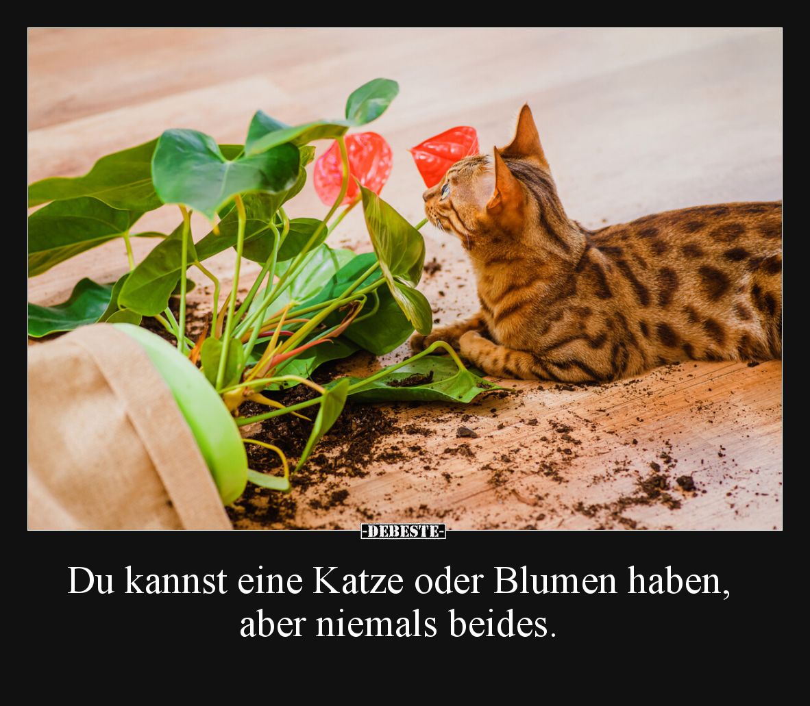 Du kannst eine Katze oder Blumen haben, aber niemals beides.