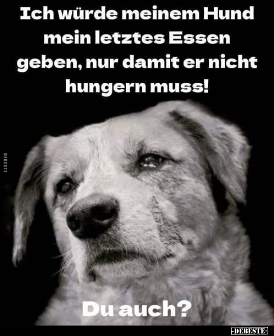 Hund, Essen