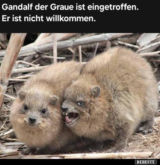 Gandalf der Graue ist eingetroffen. Er ist nicht.. - Lustige Bilder | DEBESTE.de