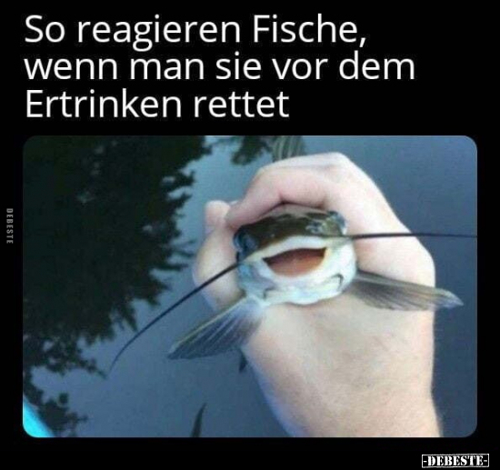 So reagieren Fische, wenn man sie vor dem Ertrinken.. - Lustige Bilder | DEBESTE.de