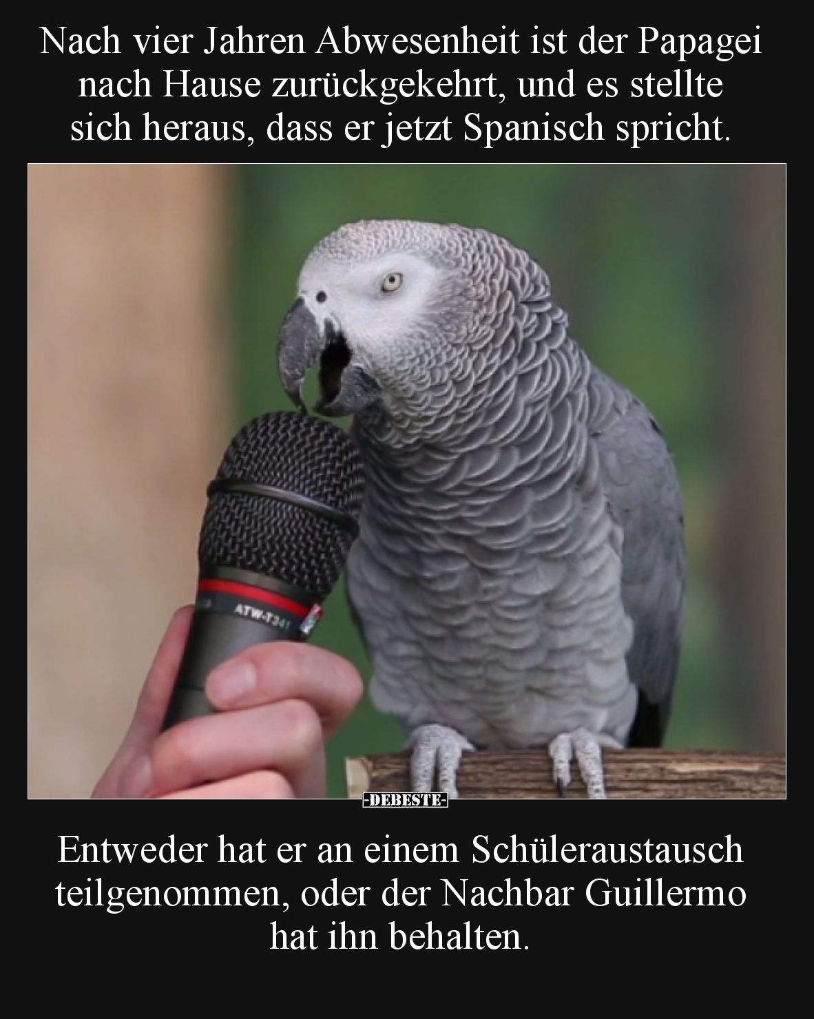 Nach vier Jahren Abwesenheit ist der Papagei nach Hause zurückgekehrt, und es stellte sich heraus, dass er jetzt Spanisch spr...