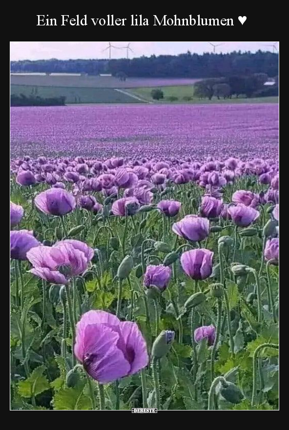 Ein Feld voller lila Mohnblumen.. - Lustige Bilder | DEBESTE.de