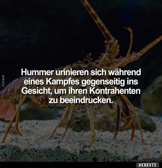 Hummer urinieren sich während eines Kampfes gegenseitig ins Gesicht.. - Lustige Bilder | DEBESTE.de