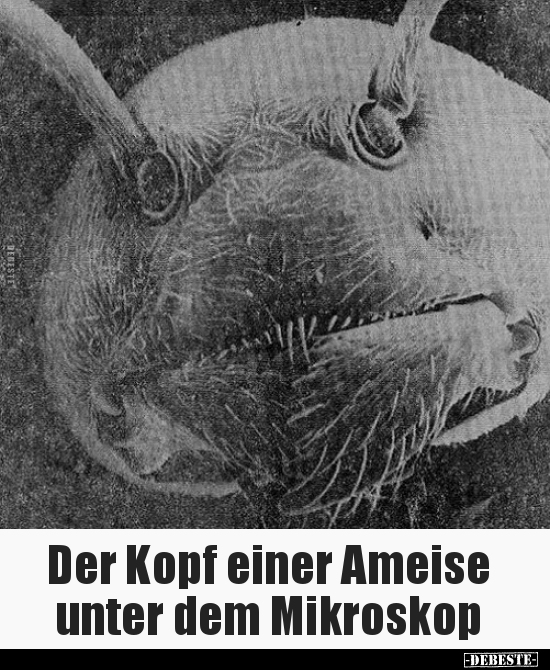 Der Kopf einer Ameise unter dem Mikroskop.. - Lustige Bilder | DEBESTE.de
