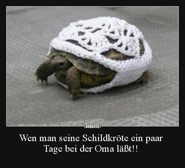 Wen man seine Schildkröte ein paar Tage bei der Oma läßt!!.. - Lustige Bilder | DEBESTE.de