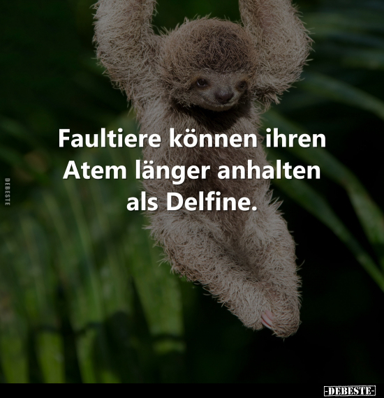 Faultiere können ihren Atem.. - Lustige Bilder | DEBESTE.de