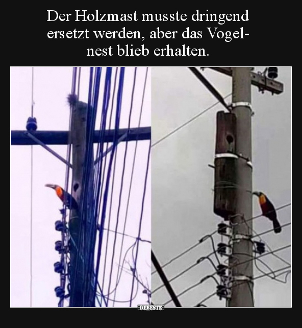 Der Holzmast musste dringend ersetzt werden, aber das.. - Lustige Bilder | DEBESTE.de