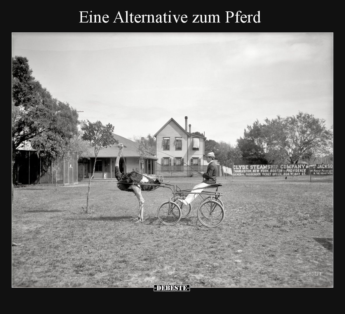 Eine Alternative zum Pferd