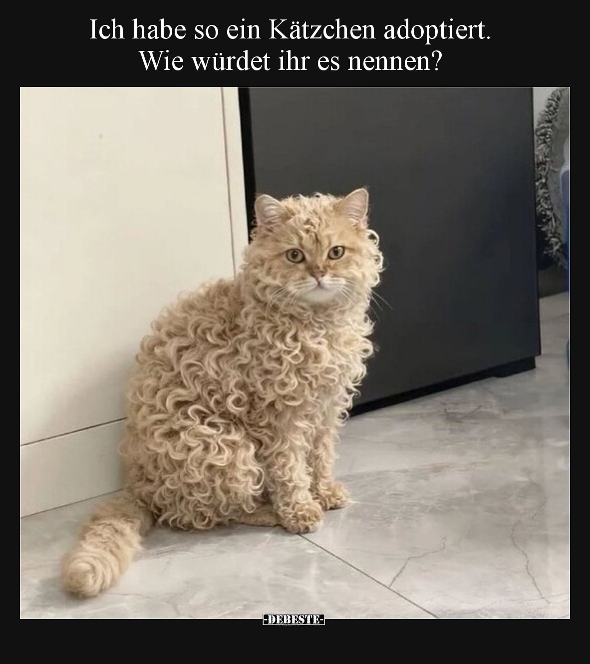 Ich habe so ein Kätzchen adoptiert. Wie würdet ihr es nennen?