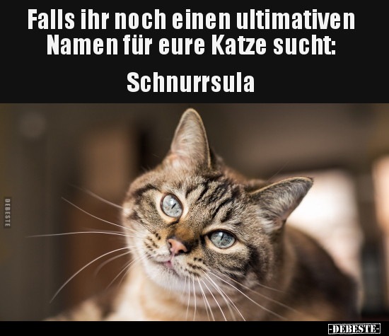 Falls ihr noch einen ultimativen Namen für eure Katze.. - Lustige Bilder | DEBESTE.de