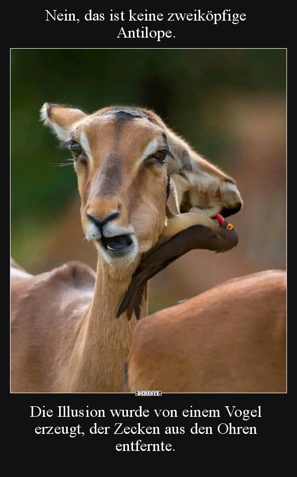 Nein, das ist keine zweiköpfige Antilope.. - Lustige Bilder | DEBESTE.de