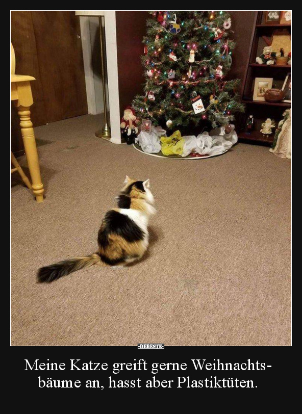 Meine Katze greift gerne Weihnachtsbäume an, hasst aber Plastiktüten.