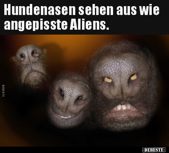 Hundenasen sehen aus wie angepisste Aliens... - Lustige Bilder | DEBESTE.de