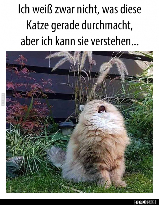 Ich weiß zwar nicht, was diese Katze gerade durchmacht..