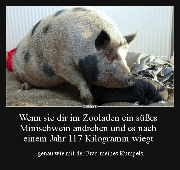 Wenn sie dir im Zooladen ein süßes Minischwein andrehen.. - Lustige Bilder | DEBESTE.de