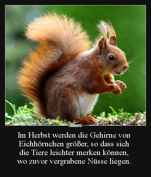 Im Herbst werden die Gehirne von Eichhörnchen größer, so.. - Lustige Bilder | DEBESTE.de