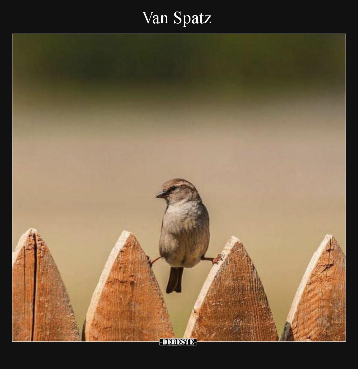 Van Spatz