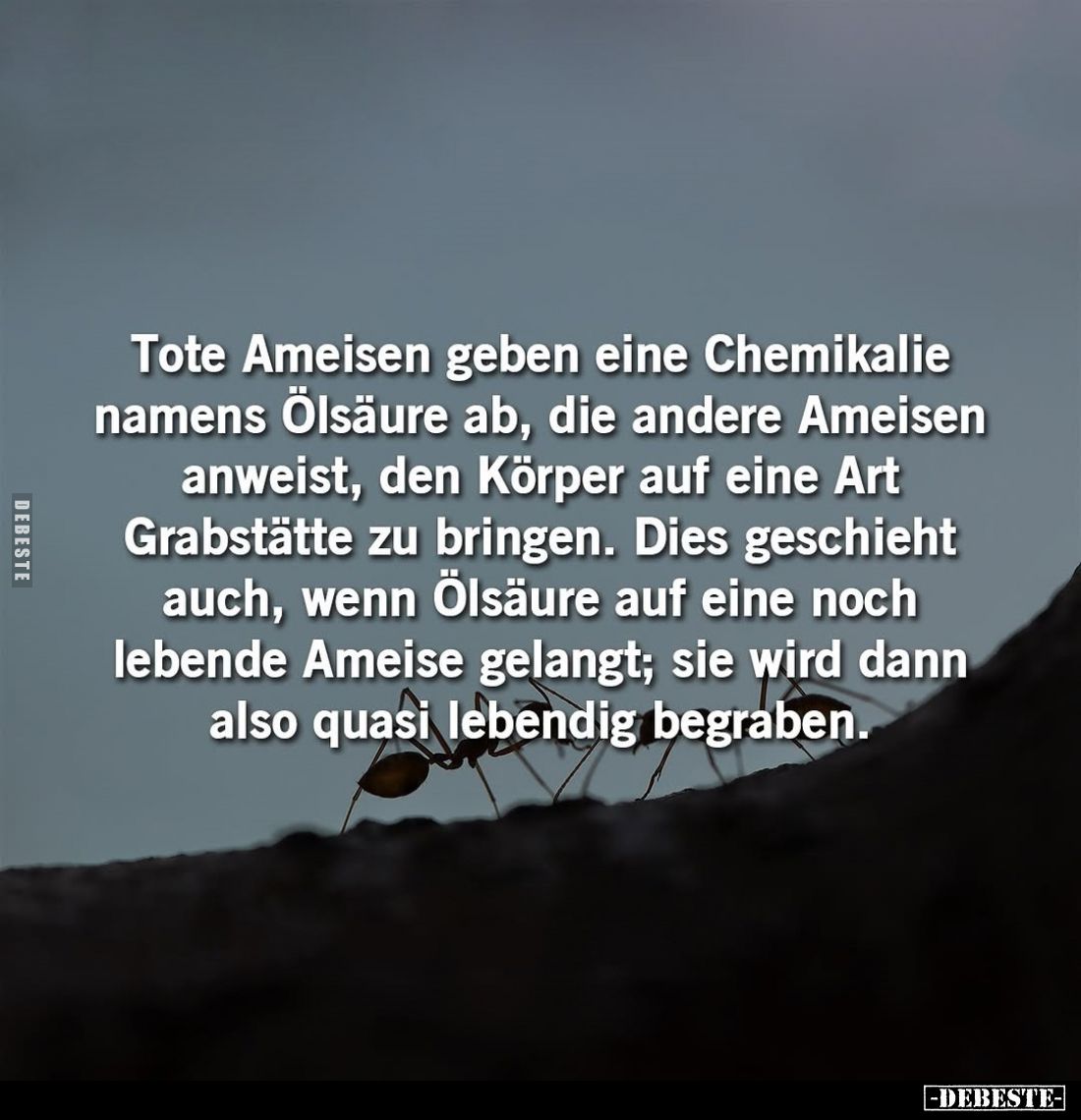 Tote Ameisen geben eine Chemikalie namens Ölsäure ab, die andere Ameisen anweist, den Körper auf eine Art Grabstätte zu bring...