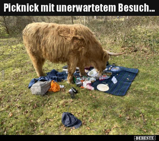 Picknick mit unerwartetem Besuch... - Lustige Bilder | DEBESTE.de