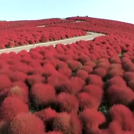 Kochia californica в пустыне